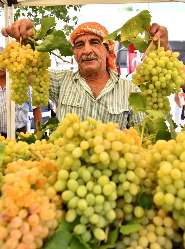 Urla'da bağbozumu zamanı