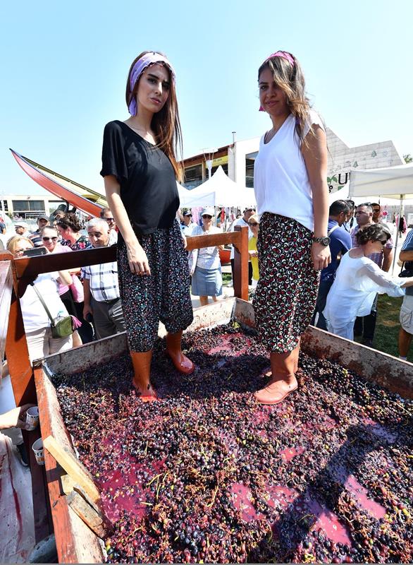 Urla'da bağbozumu zamanı