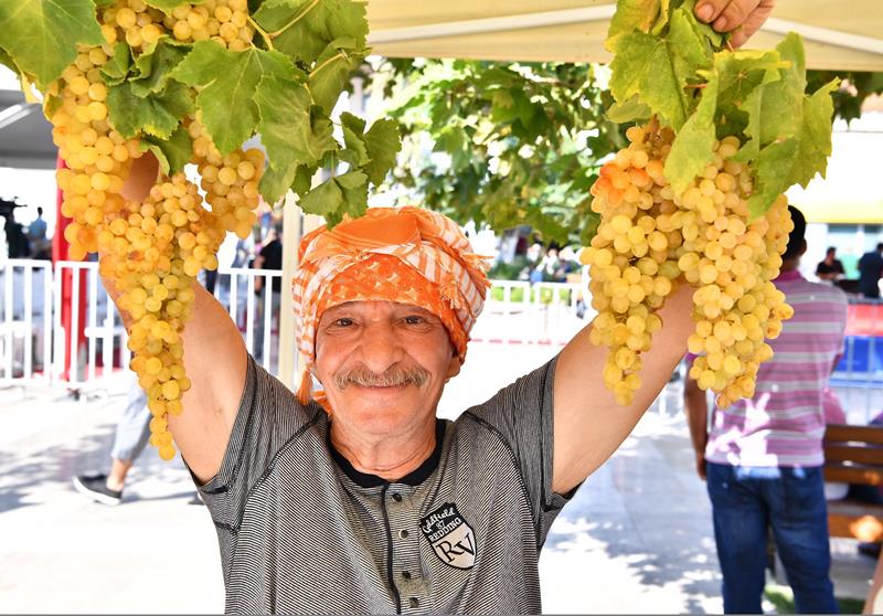 Urla'da bağbozumu zamanı