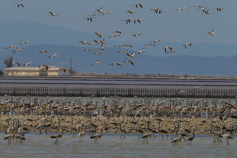 İzmir Kuş Cenneti'nde flamingo rekoru