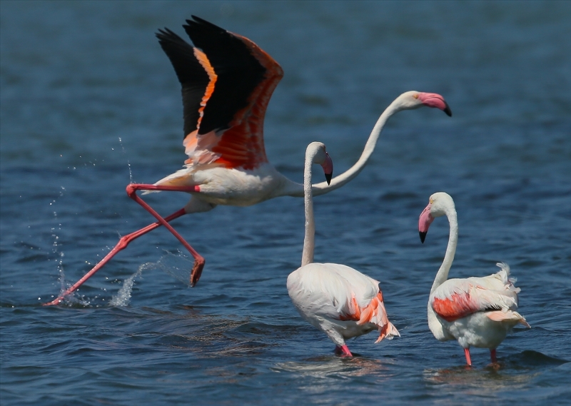 İzmir Kuş Cenneti'nde flamingo rekoru