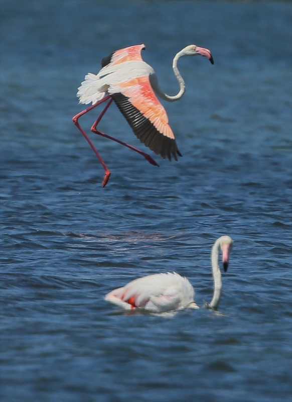 İzmir Kuş Cenneti'nde flamingo rekoru