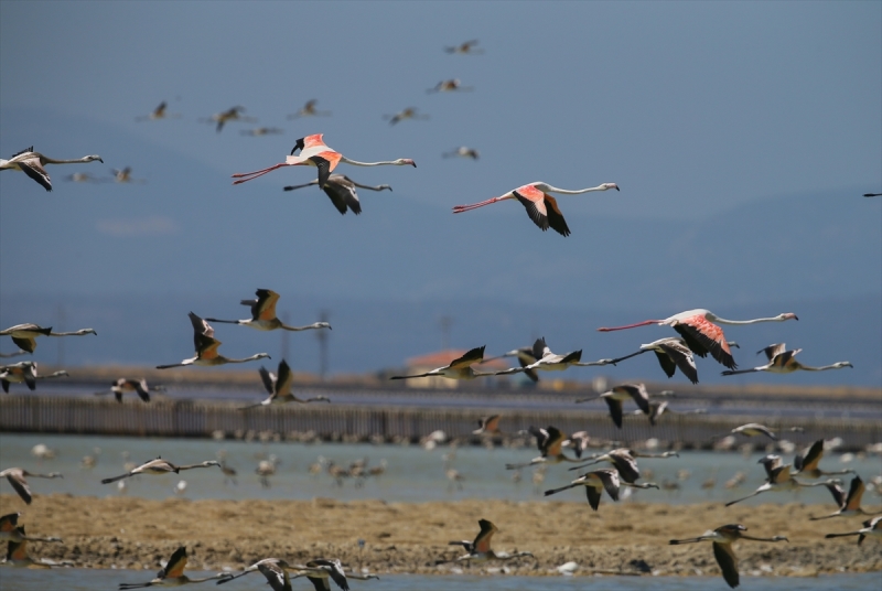 İzmir Kuş Cenneti'nde flamingo rekoru