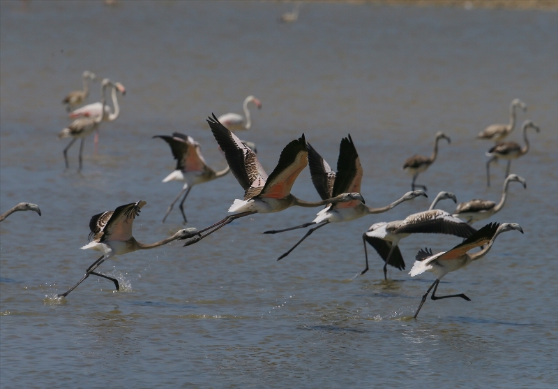 İzmir Kuş Cenneti'nde flamingo rekoru