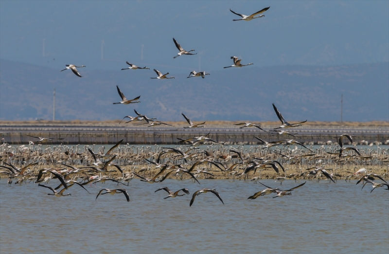 İzmir Kuş Cenneti'nde flamingo rekoru