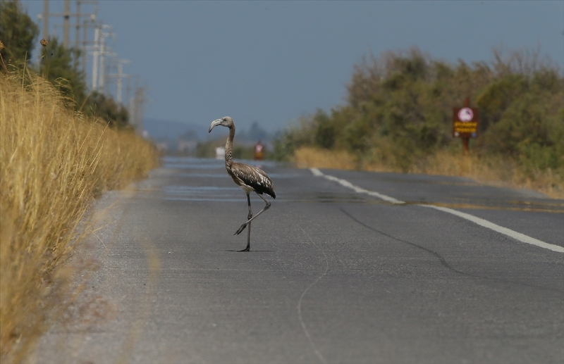 İzmir Kuş Cenneti'nde flamingo rekoru