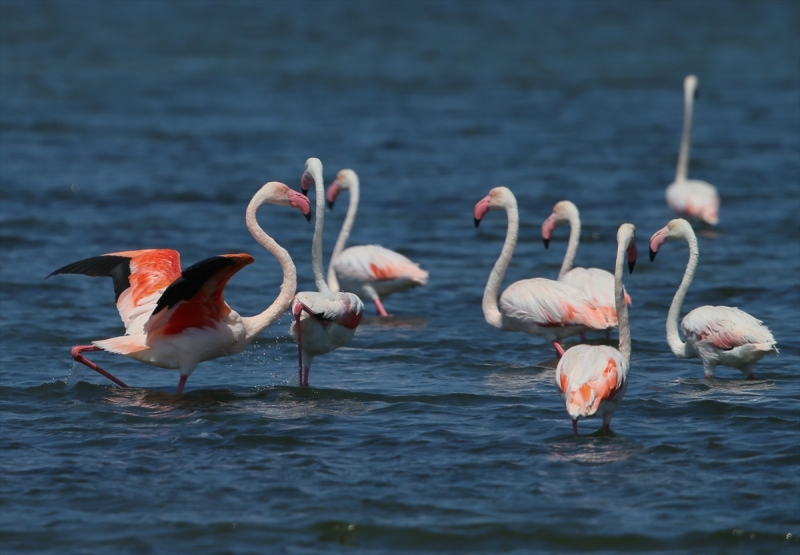 İzmir Kuş Cenneti'nde flamingo rekoru