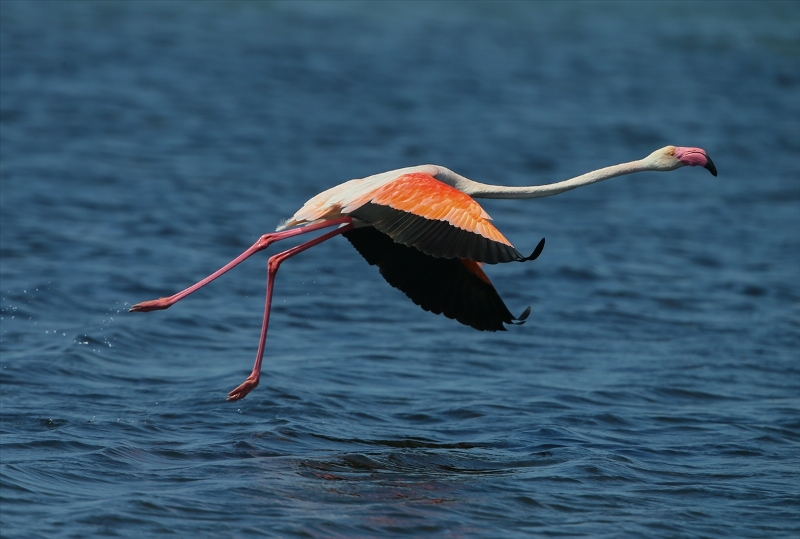 İzmir Kuş Cenneti'nde flamingo rekoru