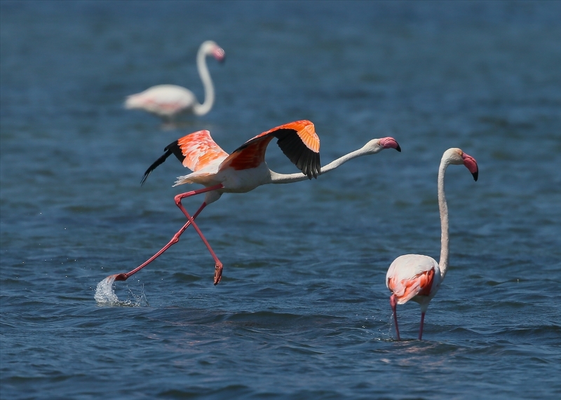 İzmir Kuş Cenneti'nde flamingo rekoru