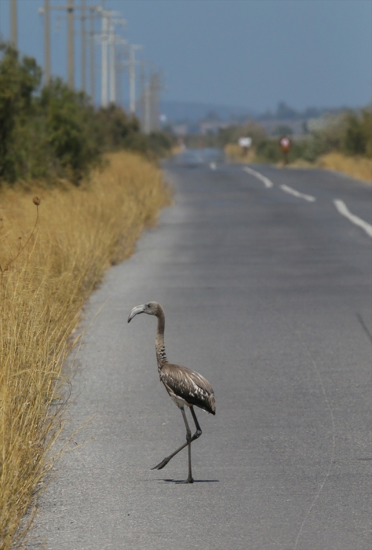 İzmir Kuş Cenneti'nde flamingo rekoru