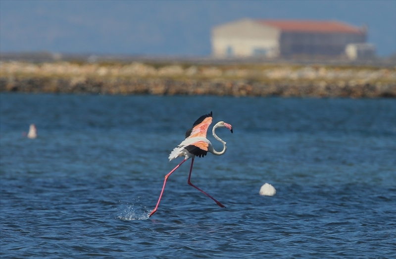 İzmir Kuş Cenneti'nde flamingo rekoru