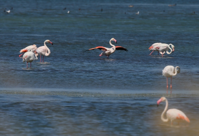 İzmir Kuş Cenneti'nde flamingo rekoru