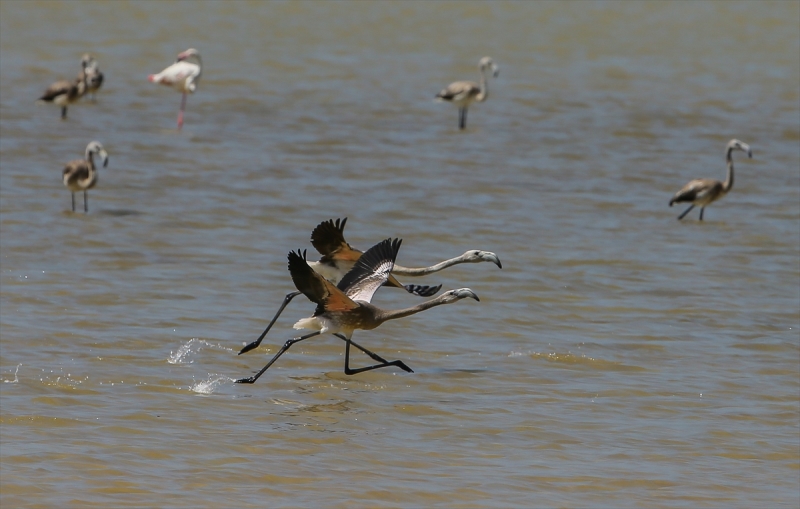 İzmir Kuş Cenneti'nde flamingo rekoru