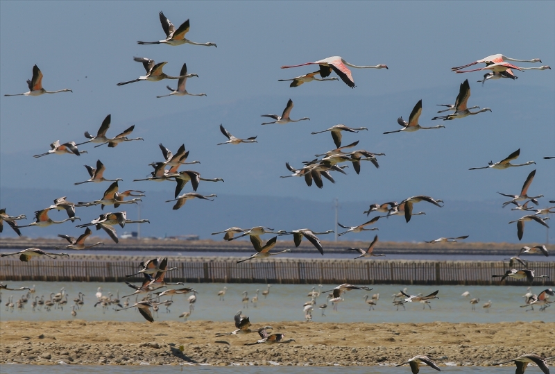 İzmir Kuş Cenneti'nde flamingo rekoru