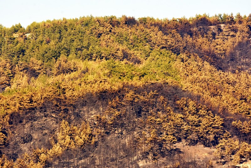 Muğla'da yangın faciası