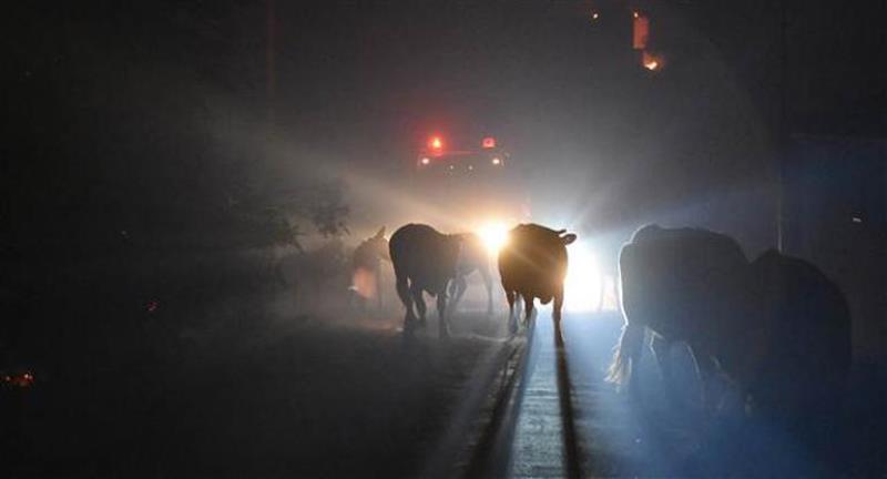 Muğla'da yangın faciası