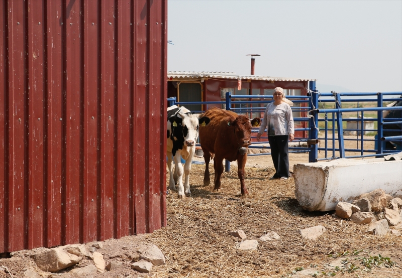 Temizlikçiliği bıraktı çiftlik sahibi oldu