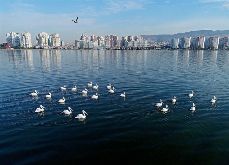 İzmir'in şehirli kuşları