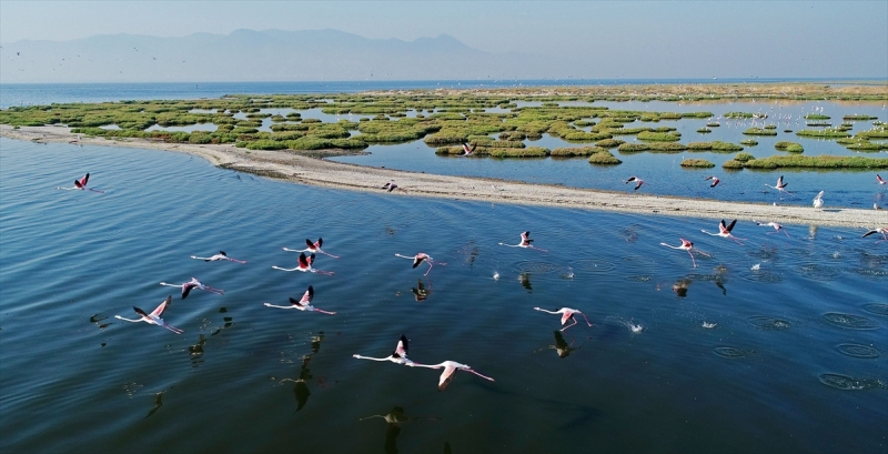İzmir'in şehirli kuşları
