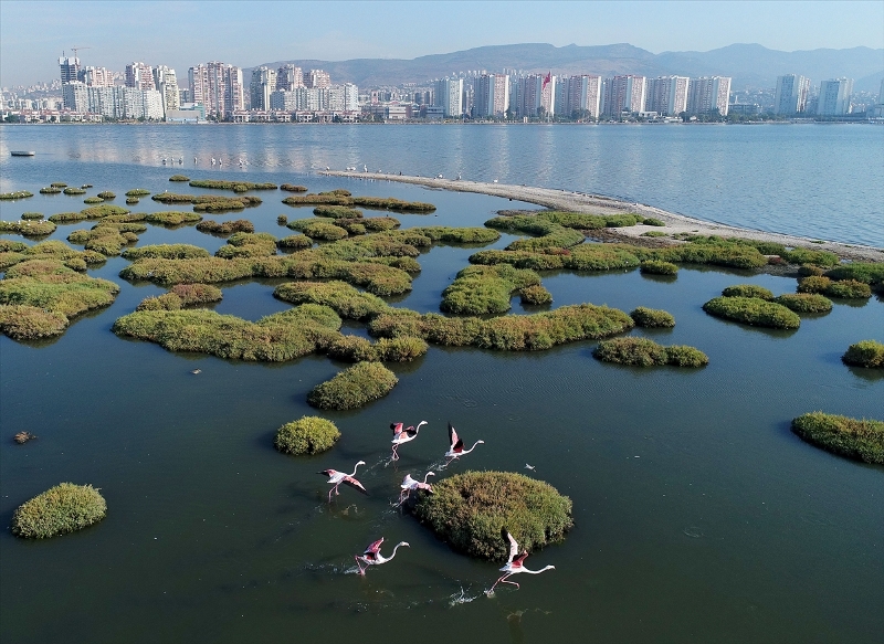 İzmir'in şehirli kuşları
