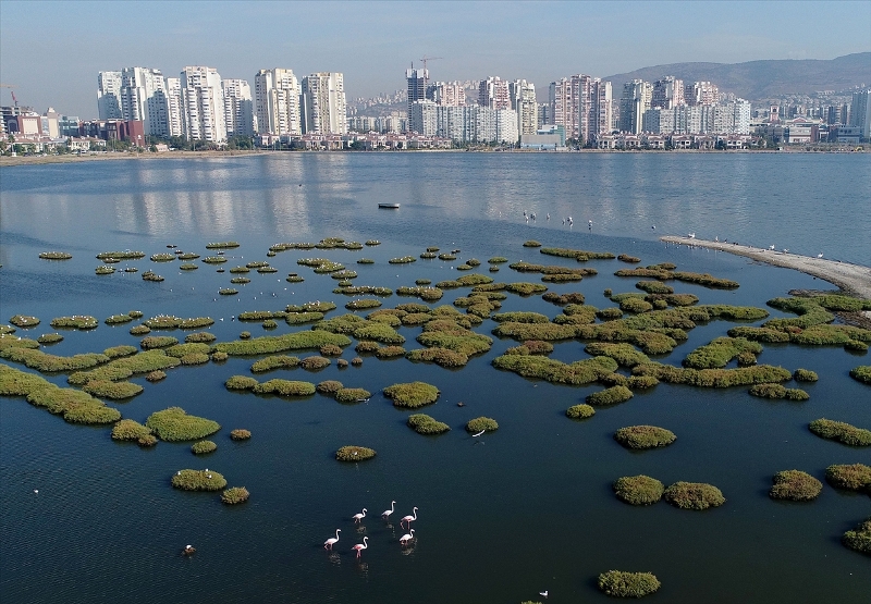 İzmir'in şehirli kuşları