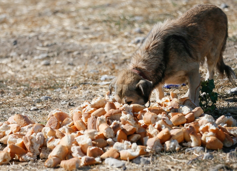 Sahipsiz köpeklerin kurtarıcısı