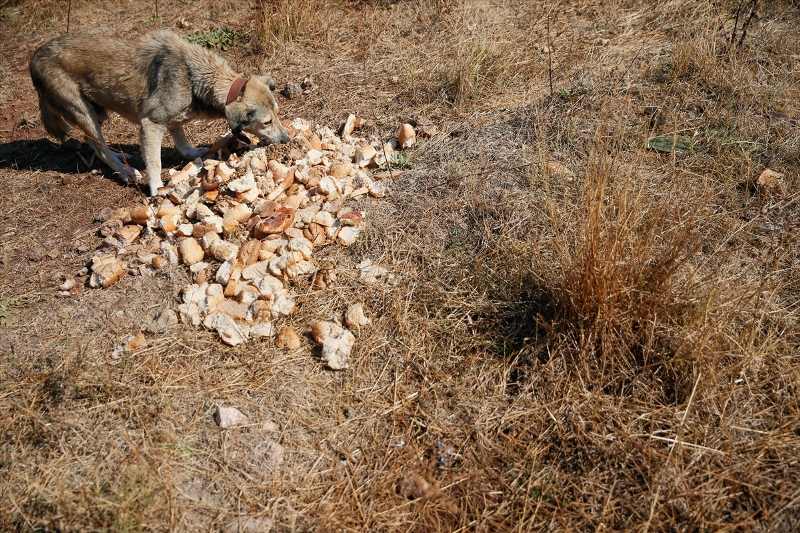 Sahipsiz köpeklerin kurtarıcısı