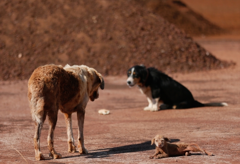 Sahipsiz köpeklerin kurtarıcısı