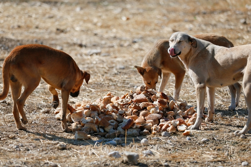 Sahipsiz köpeklerin kurtarıcısı