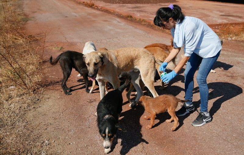 Sahipsiz köpeklerin kurtarıcısı