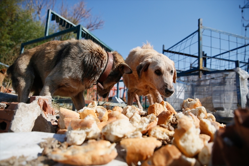 Sahipsiz köpeklerin kurtarıcısı