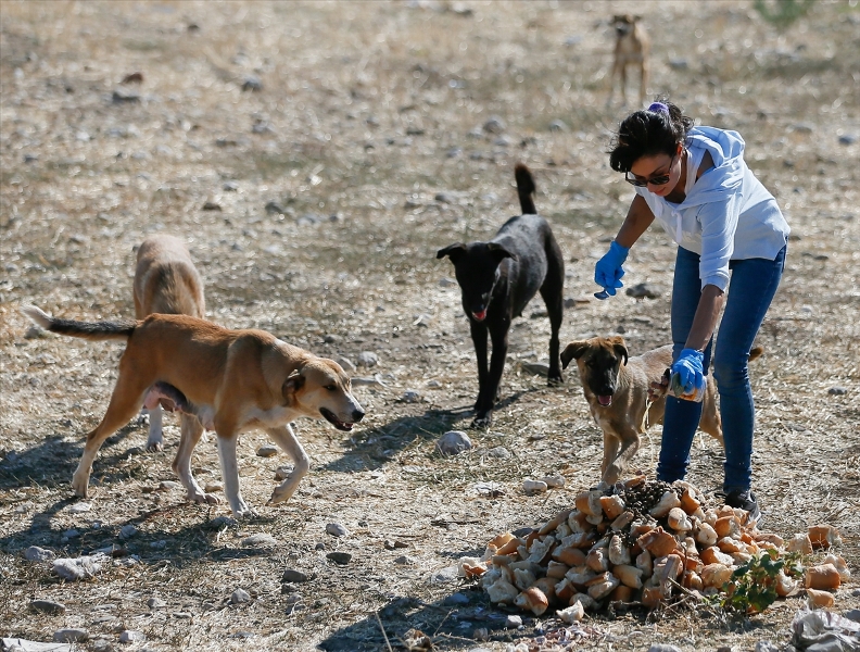 Sahipsiz köpeklerin kurtarıcısı