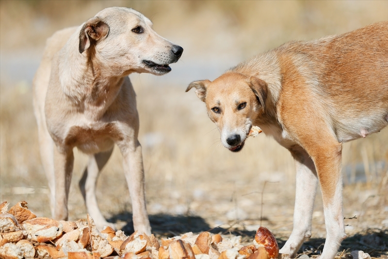 Sahipsiz köpeklerin kurtarıcısı