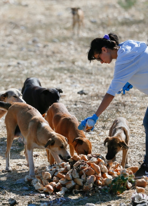 Sahipsiz köpeklerin kurtarıcısı