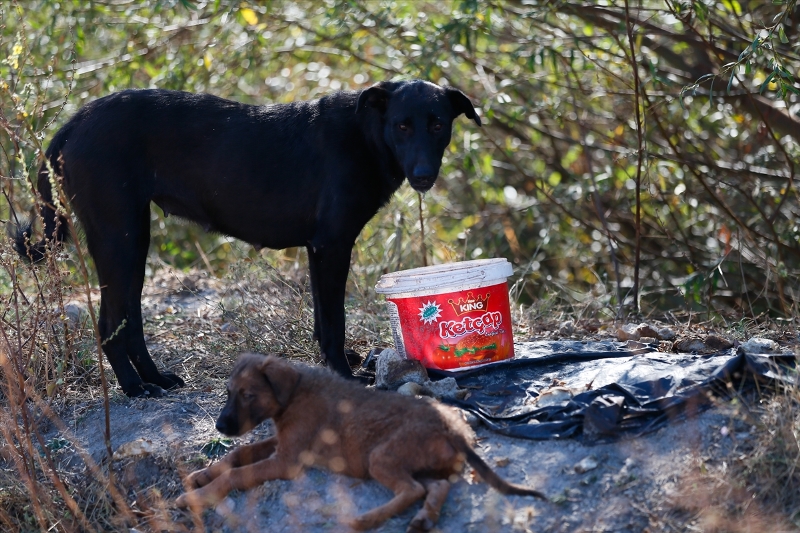 Sahipsiz köpeklerin kurtarıcısı