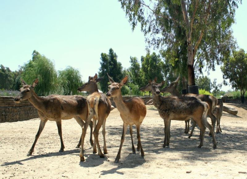 Doğal Yaşam'da iktidar savaşı