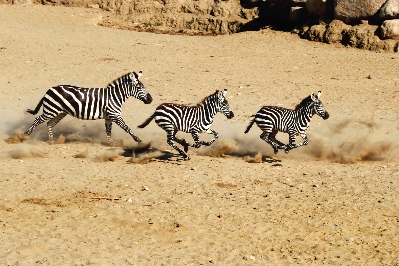 Afrika değil Sasalı