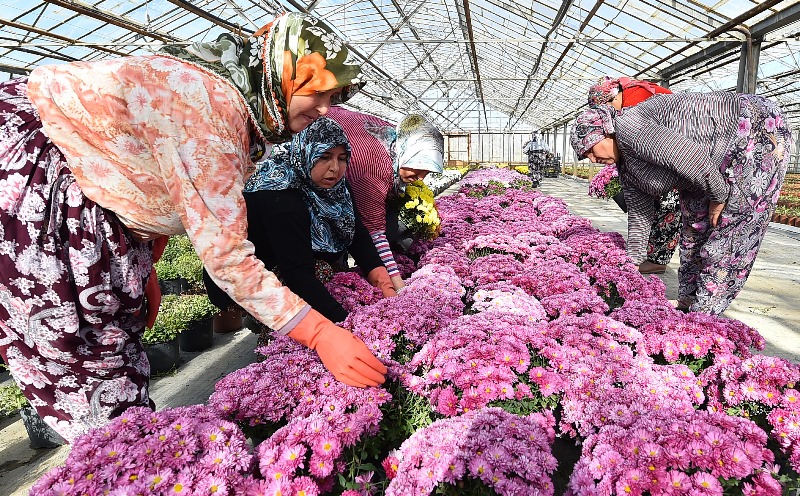 Bu proje köy  tutkunları için
