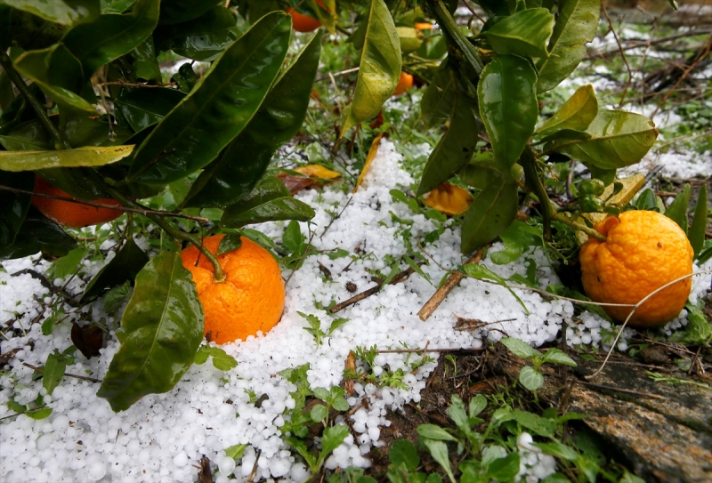 İzmir'de dolu mandalina bahçelerine zarar verdi