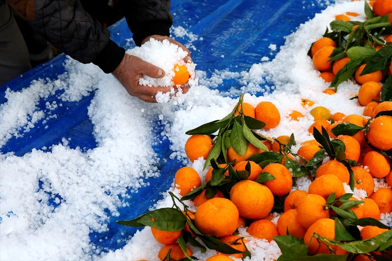 İzmir'de dolu mandalina bahçelerine zarar verdi