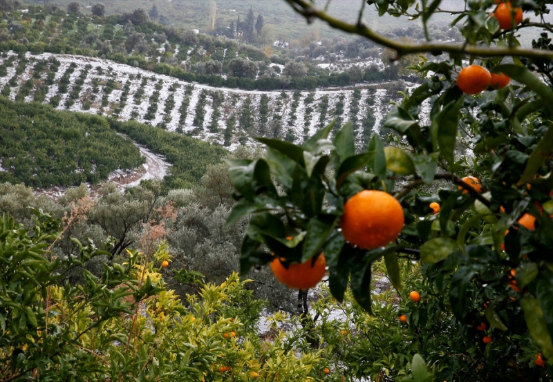 İzmir'de dolu mandalina bahçelerine zarar verdi