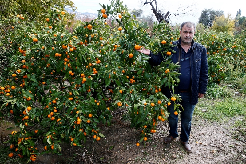 İzmir'de dolu mandalina bahçelerine zarar verdi