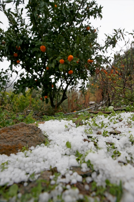 İzmir'de dolu mandalina bahçelerine zarar verdi