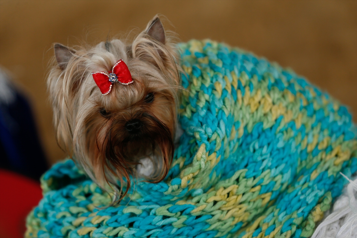 İzmir'de 'köpek ırkları' yarıştı
