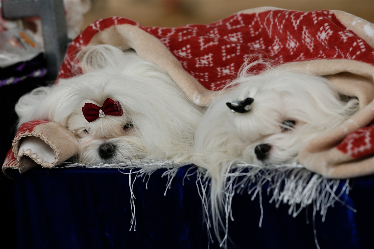 İzmir'de 'köpek ırkları' yarıştı