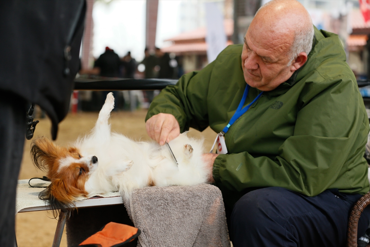 İzmir'de 'köpek ırkları' yarıştı
