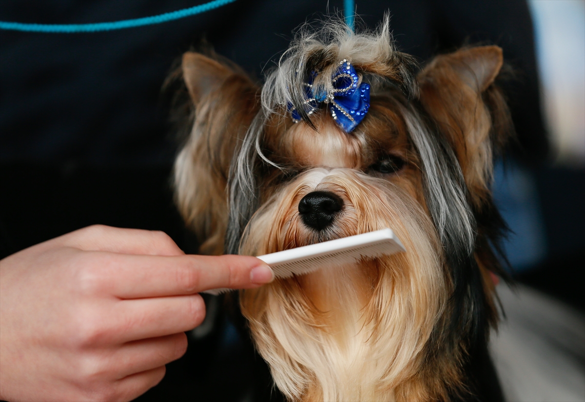 İzmir'de 'köpek ırkları' yarıştı