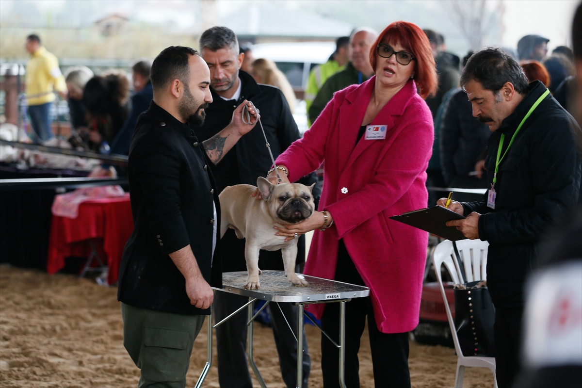 İzmir'de 'köpek ırkları' yarıştı