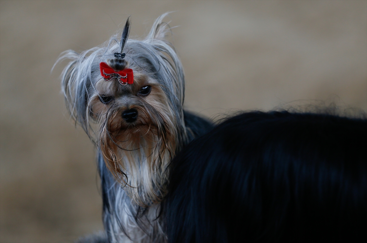 İzmir'de 'köpek ırkları' yarıştı