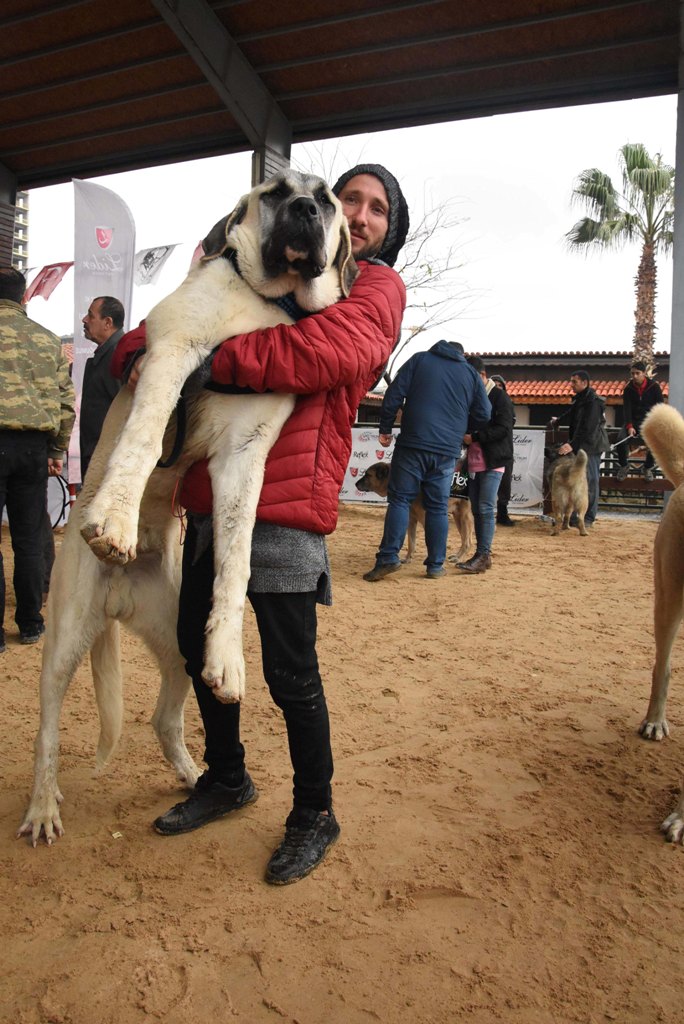 İzmir'de 'köpek ırkları' yarıştı